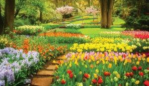 JMS The Nation Aroma Garden