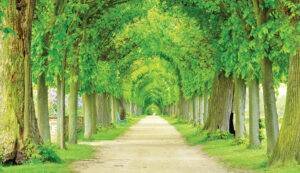 JMS The Nation Bosque of Trees