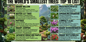 Smallest tree in the world Top 10 Smallest tree in the world